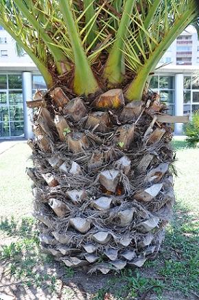 palmier (Phoenix canariensis) prêt pour l'application de BIOPALM