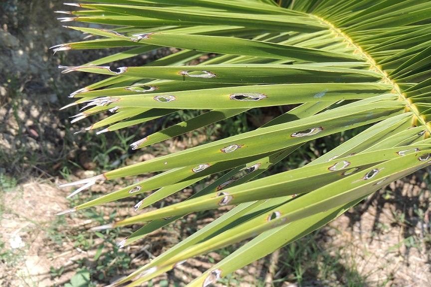 trous feuille palmier