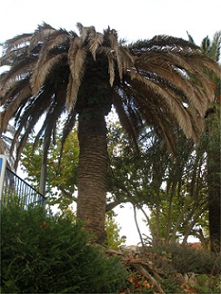 Un palmier malade