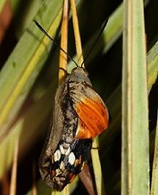 papillon aux ailes déformées